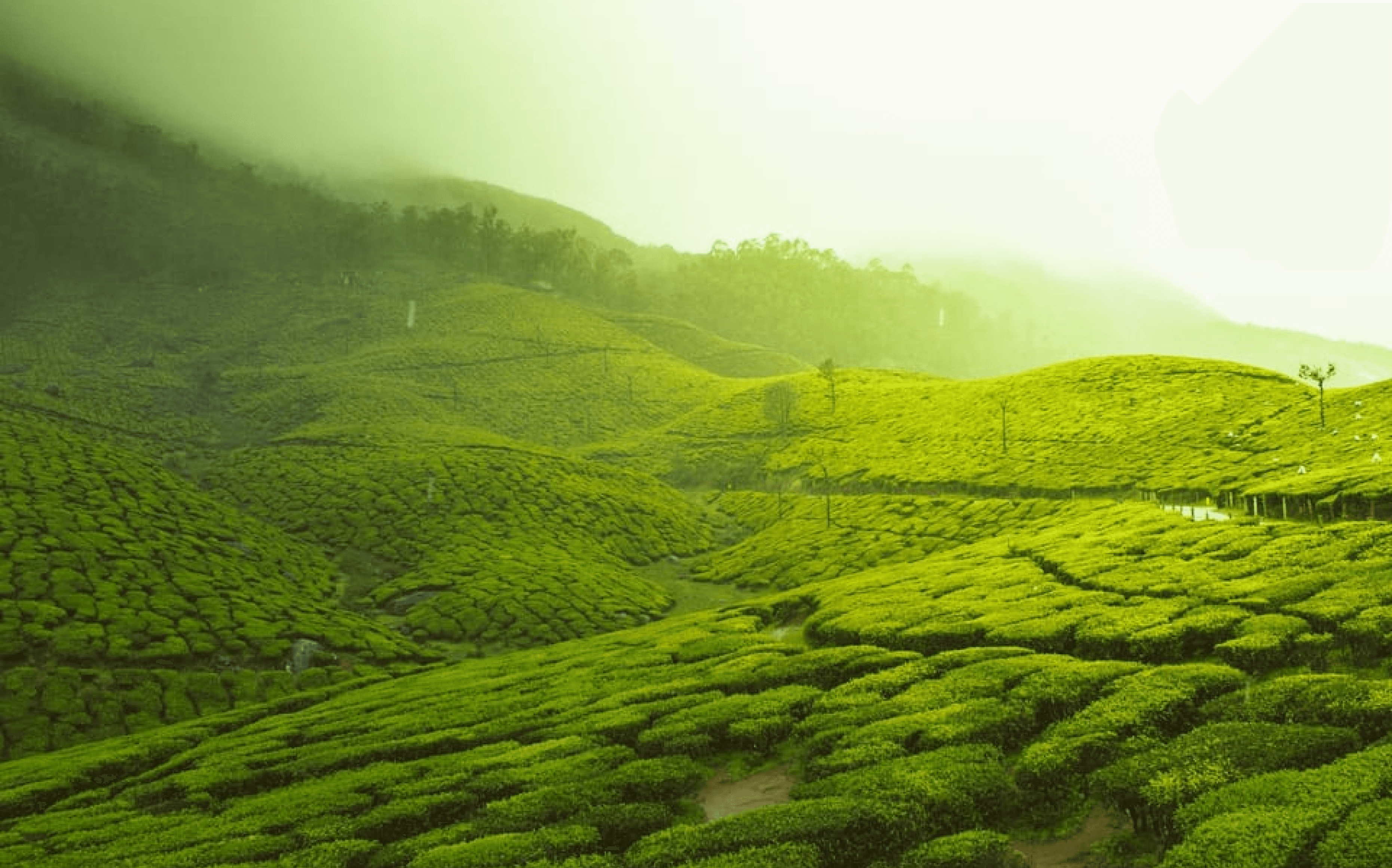 Scenic tea garden landscape