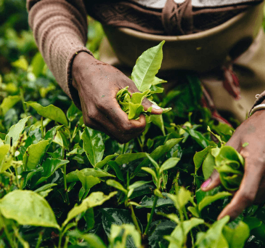 Woman displaying a handful of tea leaves