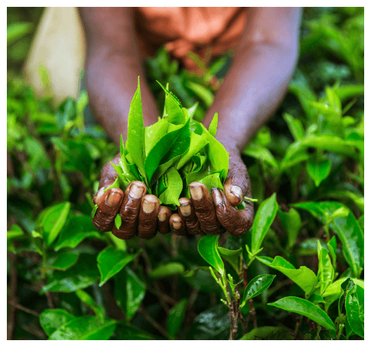 Woman picking tea leaves from the field