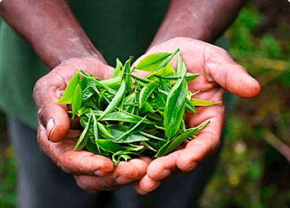 Grade A quality tea leaves