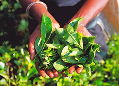 Grade B quality tea leaves