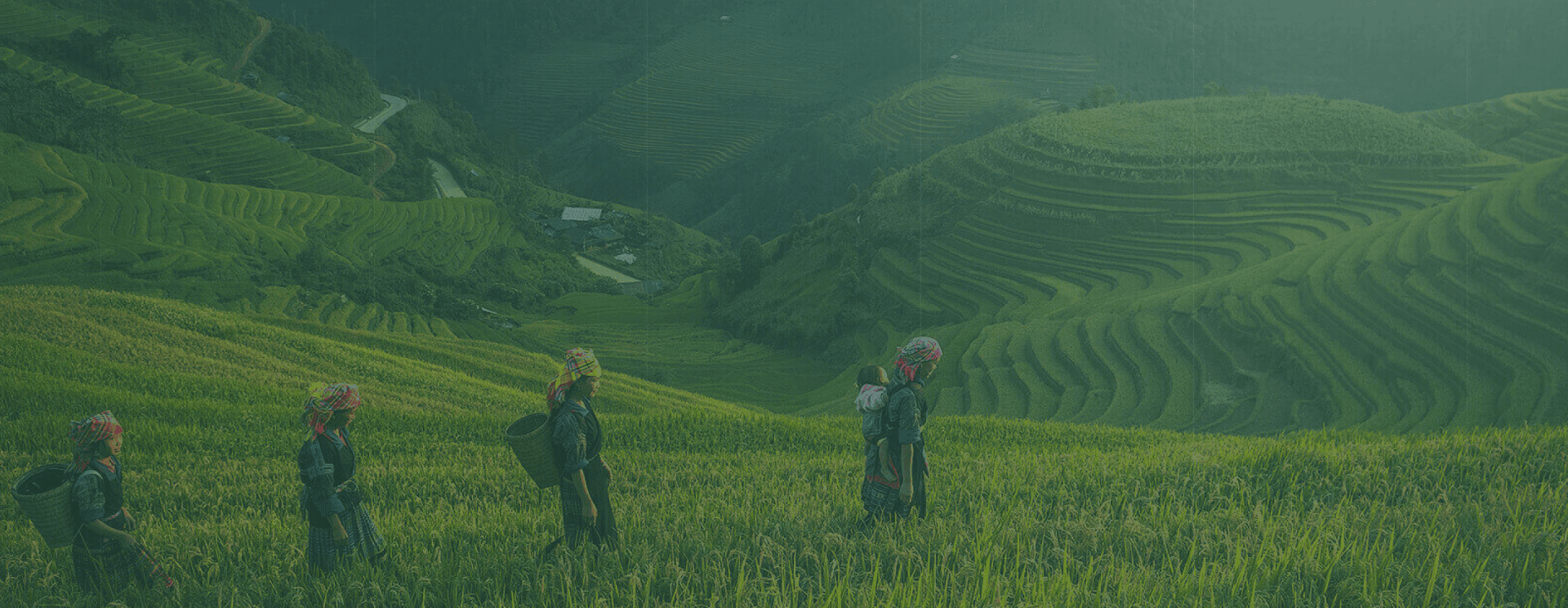 Beautiful tea garden landscape